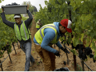 Grape Picking Jobs in Australia