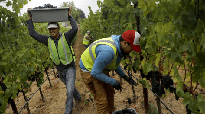 Grape Picking Jobs in Australia