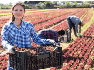 Farm Worker Jobs in Netherlands