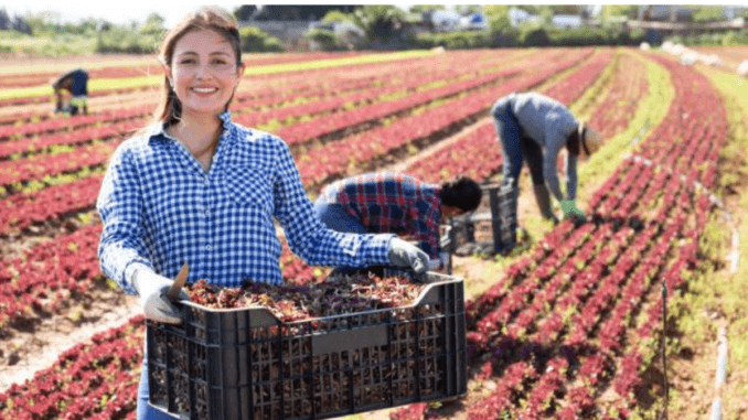 Farm Worker Jobs in Netherlands