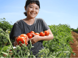 Tomatoes Picking Jobs in Poland 2024