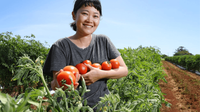 Tomatoes Picking Jobs in Poland 2024