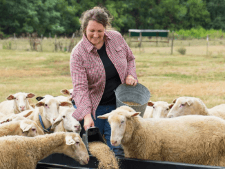 Sheep Farm Workers Jobs in Poland