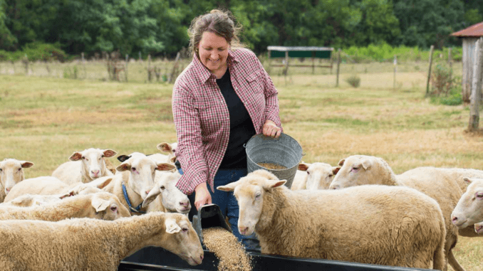 Sheep Farm Workers Jobs in Poland