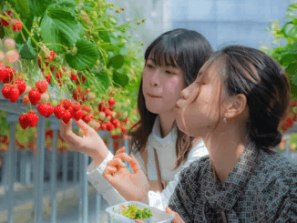Fruit Picking Jobs in Switzerland for Foreigners