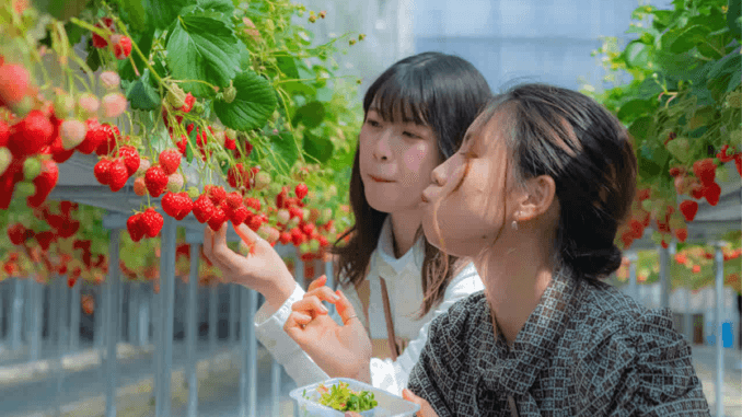 Fruit Picking Jobs in Switzerland for Foreigners