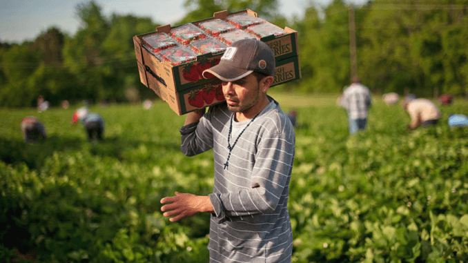 Agriculture jobs in Poland September 2024