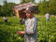 Agriculture jobs in Poland September 2024