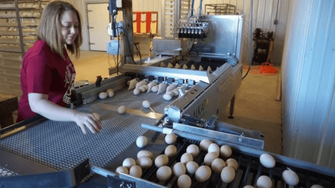 Egg Packing Jobs in Canada September 2024