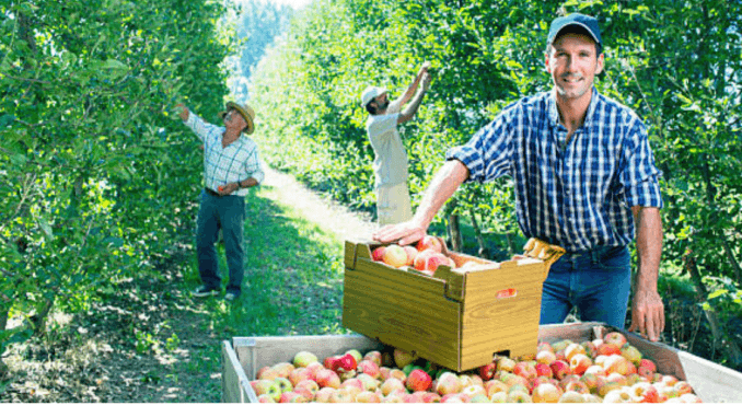 100+Fruit Picker Jobs Apple Picker Jobs in Canada for Foreigners
