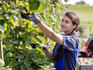 Fruit Picking Jobs in Appenzell Switzerland for Foreigners