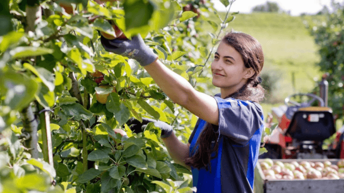 Fruit Picking Jobs in Appenzell Switzerland for Foreigners