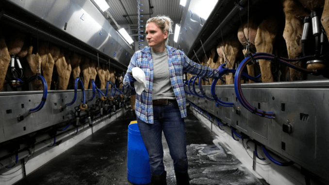 Dairy Farm Worker in Japan oct 2024