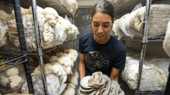 Mushroom Farm Jobs in Poland 2024