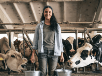 Beef Farm Worker Jobs in Australia