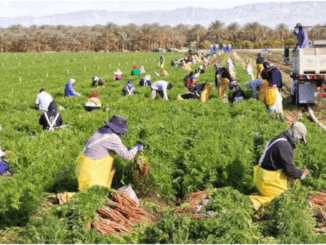 Fruit Picking and Packing Jobs in Italy october 2024