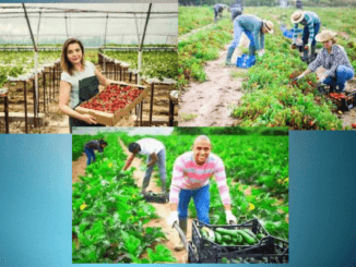 300+Farm Jobs in Norway 2024