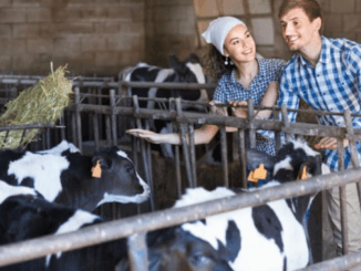Cow Farm Worker Jobs in New Zealand Job Vacancies Oct 2024