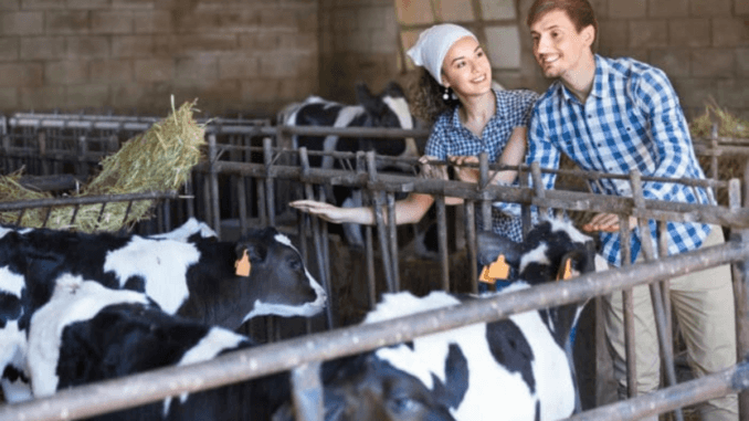 Cow Farm Worker Jobs in New Zealand Job Vacancies Oct 2024