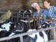 Cow Farm Worker Jobs in New Zealand Job Vacancies Oct 2024