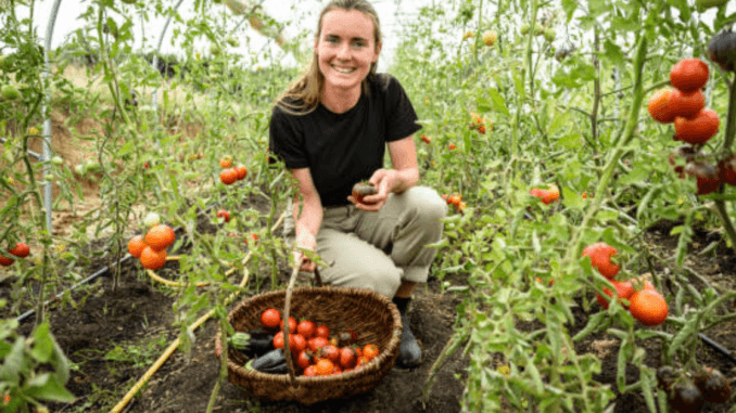 LMIA Approved Fruit Picker Jobs in Canada October 2024