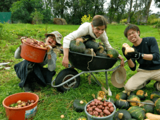 Farm work & Fruit Picking jobs in New Zealand