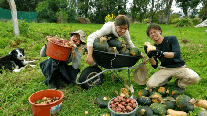 Farm work & Fruit Picking jobs in New Zealand
