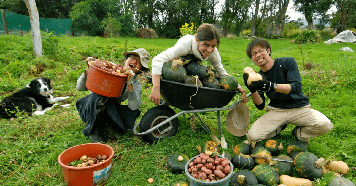 Farm work & Fruit Picking jobs in New Zealand