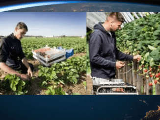 993+agriculture Jobs in Netherlands October 2024