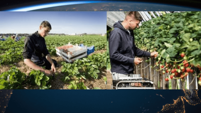 993+agriculture Jobs in Netherlands October 2024
