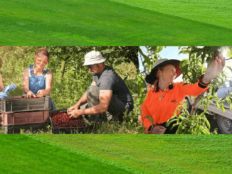 500+Berries Picking Jobs in Australia 2024