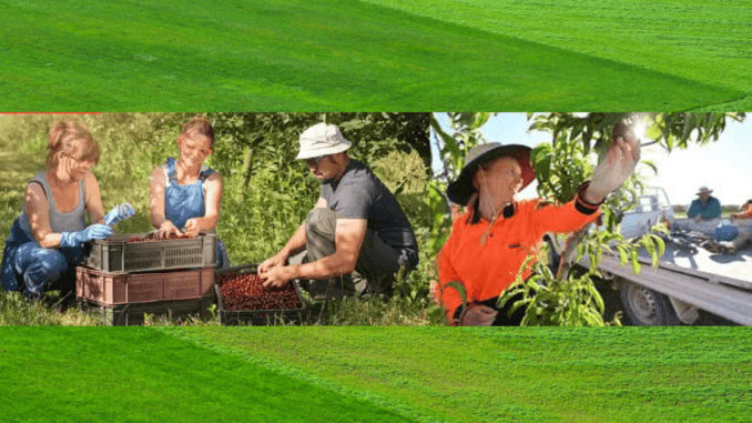 500+Berries Picking Jobs in Australia 2024