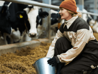 1020+New Zealand Cow Farm Worker Jobs