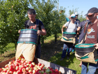 Fruit Picking/Harvesting Jobs in Australia
