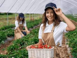 Fruit Picking Jobs in the Netherlands 2024