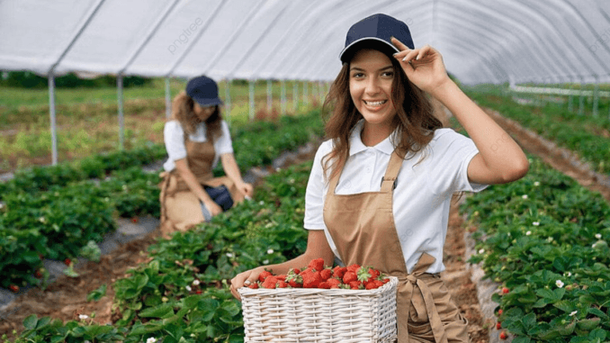 Fruit Picking Jobs in the Netherlands 2024