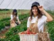 Fruit Picking Jobs in the Netherlands 2024
