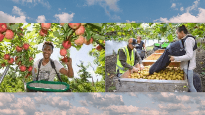 Apple picking jobs in Australia