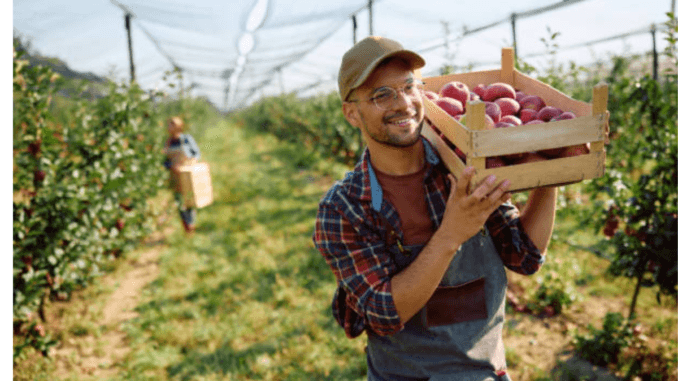 500+Apple Picker Jobs in Canada for Foreigners 2024 - Apply Now