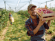 500+Apple Picker Jobs in Canada for Foreigners 2024 - Apply Now
