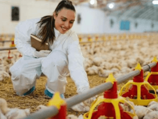 200+Poultry Farm Worker Jobs in USA 2024