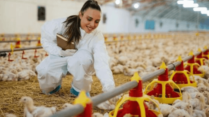 200+Poultry Farm Worker Jobs in USA 2024