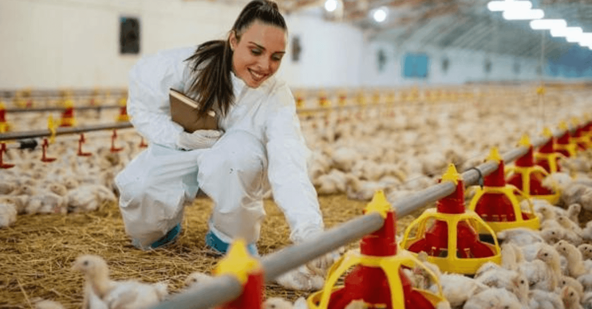 200+Poultry Farm Worker Jobs in USA 2024
