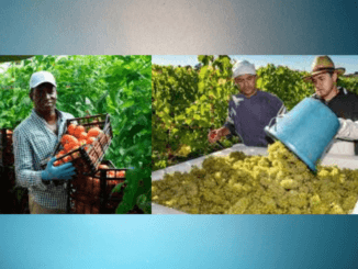 180+fruit pickers Jobs in Canada November2024