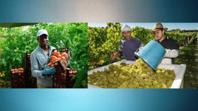 180+fruit pickers Jobs in Canada November2024