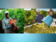 180+fruit pickers Jobs in Canada November2024