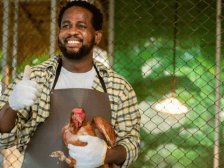 150+Poultry Farm Jobs in Poland for Foreigners