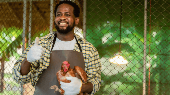 150+Poultry Farm Jobs in Poland for Foreigners