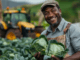 vegetable farm Vegetable Harvesting Staff – New Zealand Work Visa