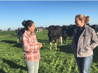 585+Cattle Operative Jobs in Canada Nov 2024